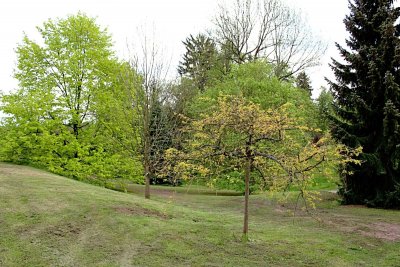 Fraxinus excelsior 'Jaspidea' - jasan ztepilý - jarní habitus (32)